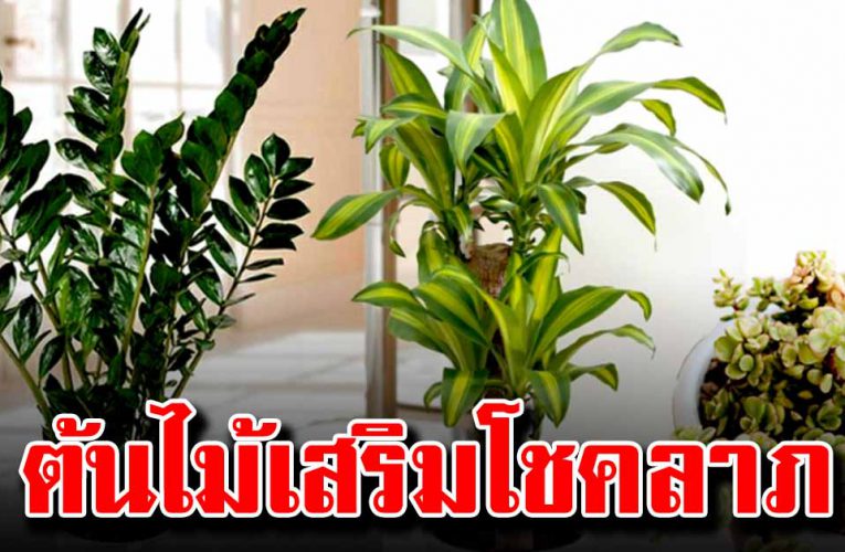 ต้นไม้เสริมโชคลาภให้กับตัวเองพร้อมทั้งคนในครอบครัว