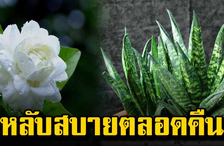 ต้นไม้ที่ช่วยให้คุณนอนหลับสบายตลอดคืน