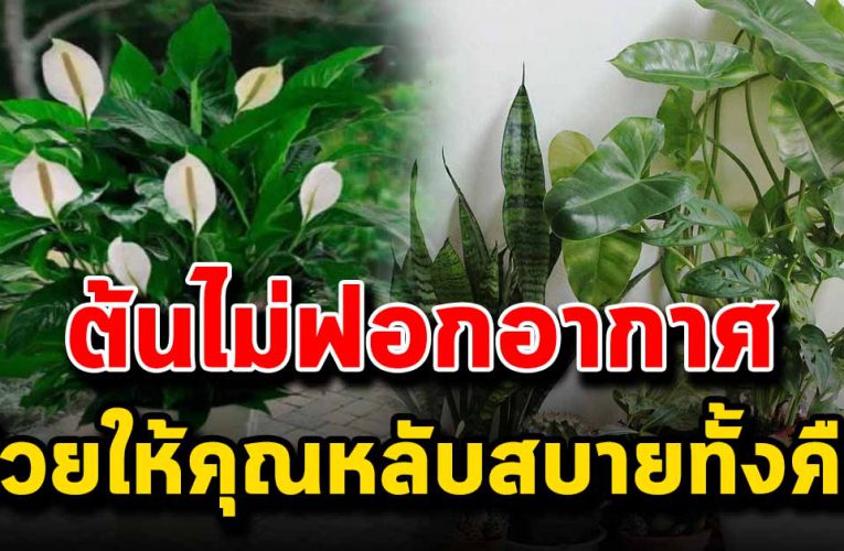 ต้นไม้ช่วยฟอกอากาศ ช่วยให้คุณหลับสบายทั้งคืน