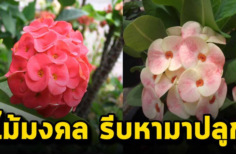 ต้นไม้มงคล เสริมดวง ที่ควรหามาปลูก