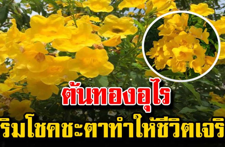 ต้นทองอุไรจะช่วยเสริมโชคชะตา ทำให้ชีวิตมีความเจริญรุ่งเรือง