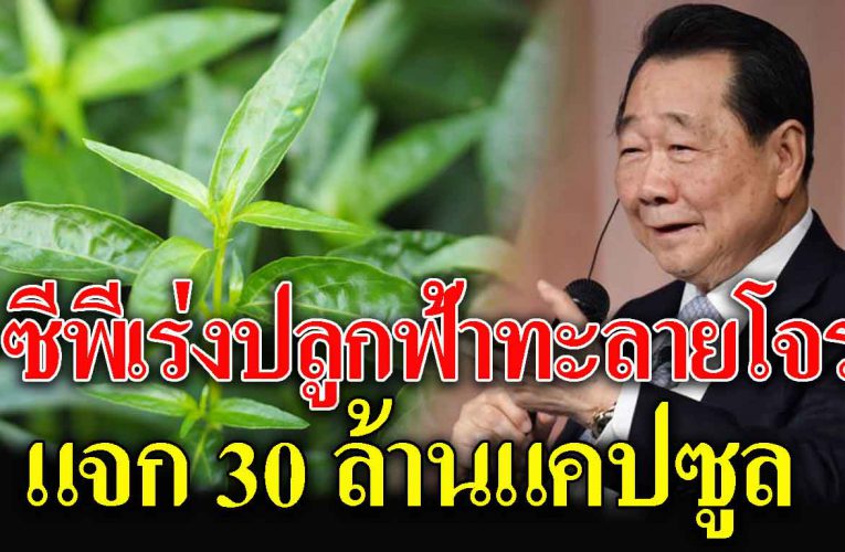 เจ้าสัวธนินท์ ลุย ปลูกฟ้าทะลายโจร แจก