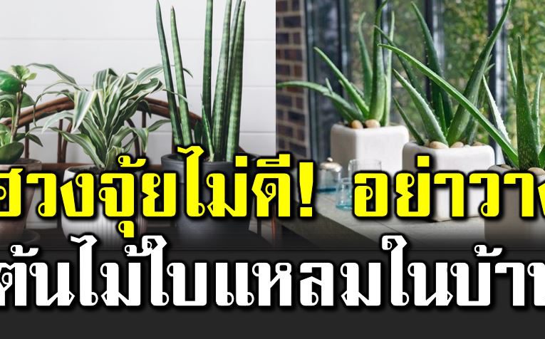 วางต้นไม้แหลมในบ้าน ฮวงจุ้ยไ ม่ดี