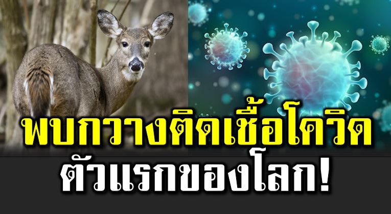 พบกวางติดเชื้ อโควิ ดตัวแรกของโลก