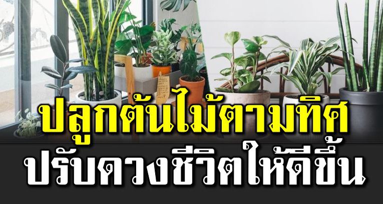 ปรับดวงชีวิต ด้วยการเปลี่ยนทิศต้นไม้ในบ้าน