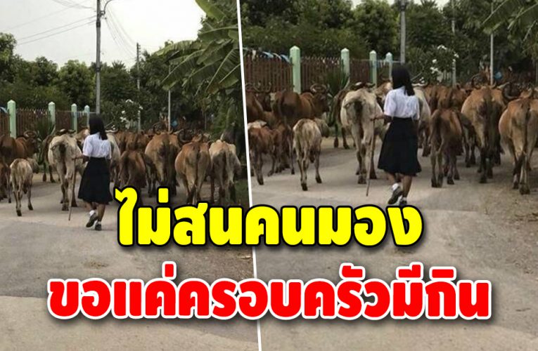 นักเรียนหญิง “ไม่อายทำกิน” ช่วยพ่อแม่เลี้ยงวัวหลังเลิกเรียน