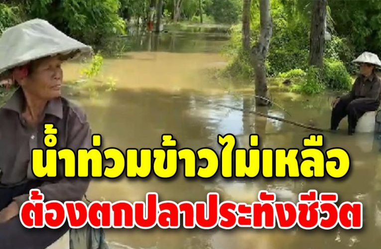 หมดหนทางทำกิน ยายวัย 80 ใช้ชีวิตลำพัง ซ้ำน้ำท่วมนาข้าวเสียหายทั้งหมด