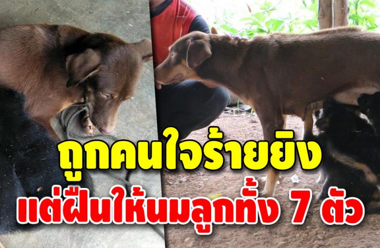 สุนัขแม่ลูกอ่อน ถูงยิงกระสุ นฝัง ฝืนให้นมลูก ทั้งที่ตัวเองเจ็บ